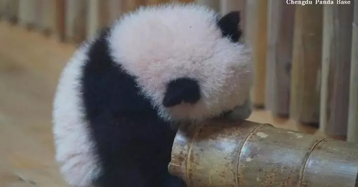Bamboo nest becomes chewy adventure for teething panda cubs in Chengdu