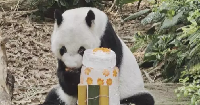 Singapore celebrates giant panda Kai Kai's 19th birthday