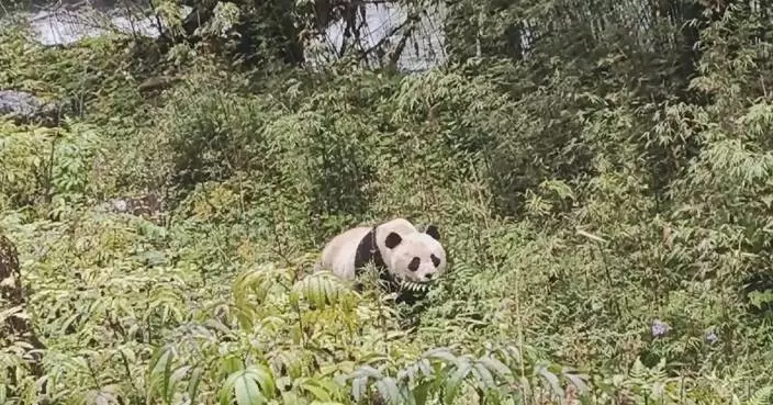 Villagers run into wild giant panda strolling on hillside in southwest China
