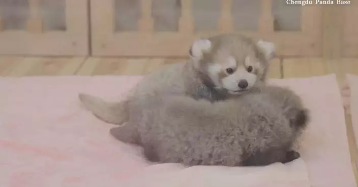 Footage of adorable red panda cubs released
