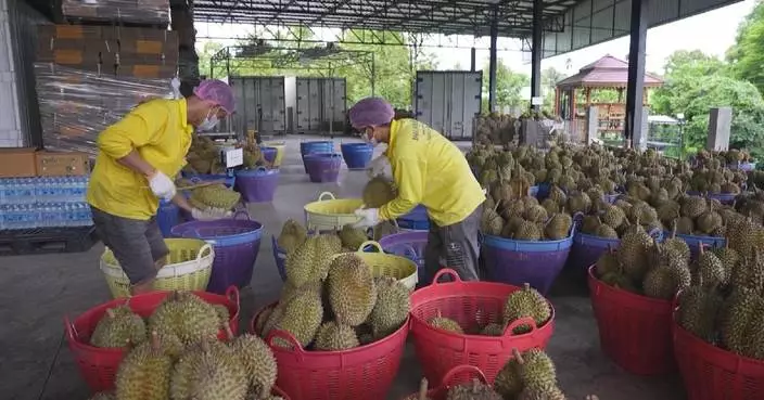 Thai durian growers adopt Chinese smart systems to meet rising demand