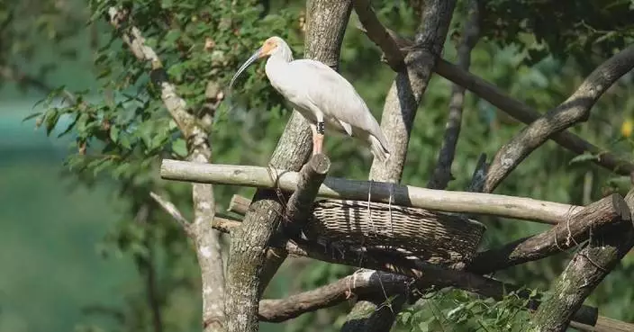 20 crested ibises to be released into wild in Gansu