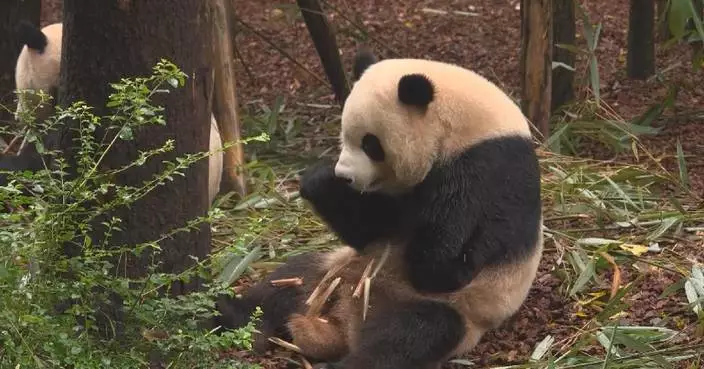 Chinese specialists correct giant panda's crooked jaw in first-of-its-kind procedure