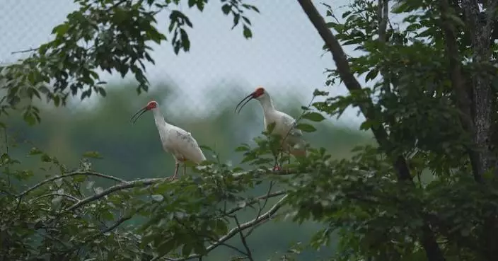 Gansu, Shaanxi in northwest China build creative ecological model for endangered bird species