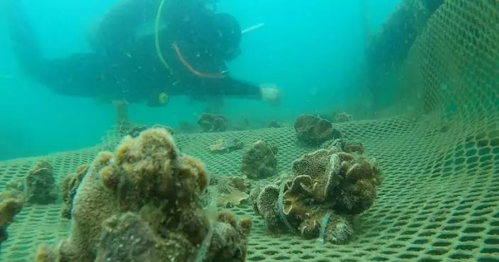 Shenzhen coral restoration bears fruit as corals spawn in wild