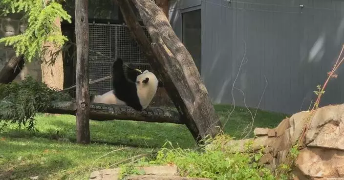 Much-loved panda pair in Washington zoo help foster China-US friendship