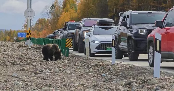 Brown bears frequently seen recently in Inner Mongolia