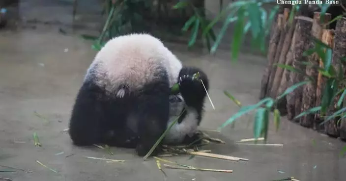Camera captures adorable bamboo-eating poses of giant panda cubs in southwest China