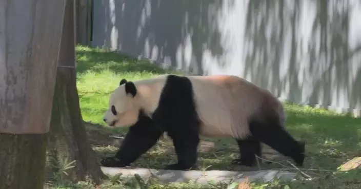 Panda fever returns to US as two giant pandas head to Zoo Atlanta