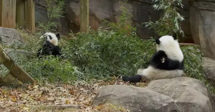 Zoo Atlanta staff receive giant pandas in Chengdu