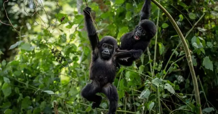 Ugandans plant trees near national park to keep people out of gorillas’ habitat