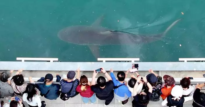 South Korea embraces a huge shark slowly circling a canal in the country's biggest port city