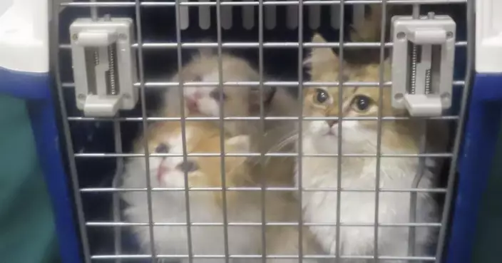 Hong Kong Customs Seizes Three Suspected Illegally Imported Cats at Chung Ying Street Checkpoint, Woman Arrested