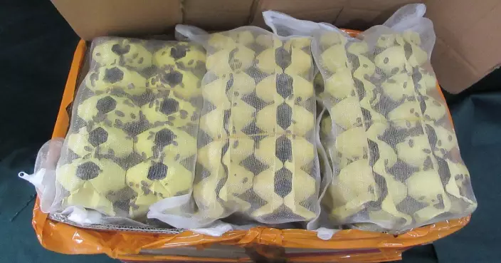 Hong Kong Customs Seizes 200 Crickets, 13kg Dubia Roaches in Suspected Illegal Import Cases
