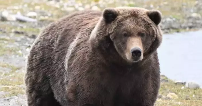 Gentle giant Backpack declared winner of Alaska's Fat Bear Week