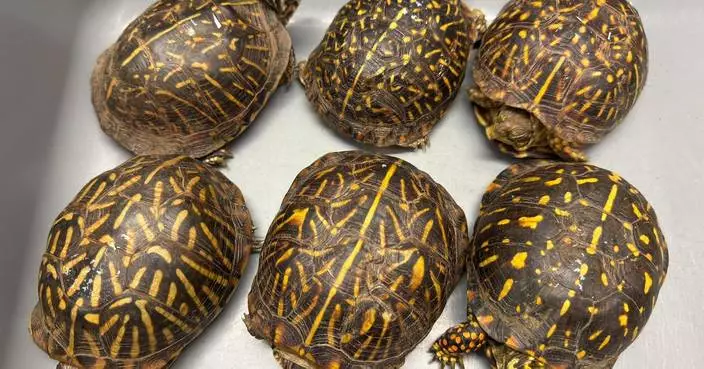Hong Kong Customs Seizes Six Endangered Turtles Worth $36,000 at Airport