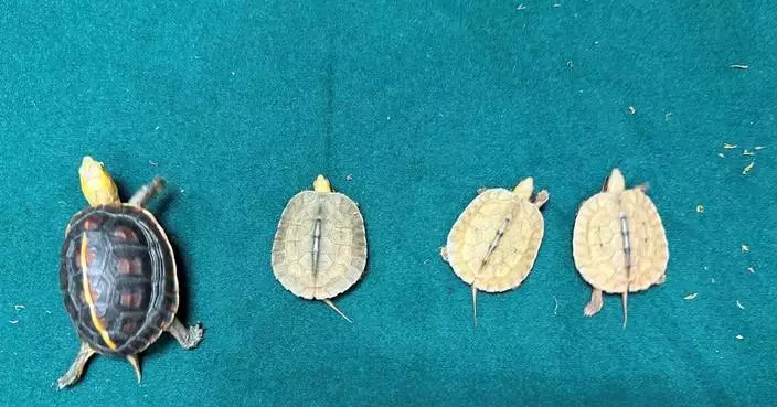 Customs Seizes Four Endangered Turtles at Hong Kong's Lo Wu Control Point, Valued at $5,000