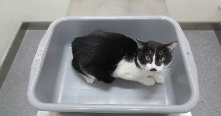 Hong Kong Customs Seizes Suspected Illegally Imported Cat