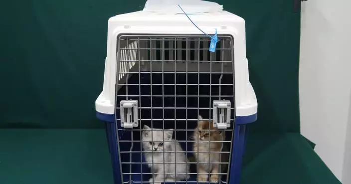 Hong Kong Customs Seize Two Suspected Illegally Imported Live Cats at Heung Yuen Wai Control Point