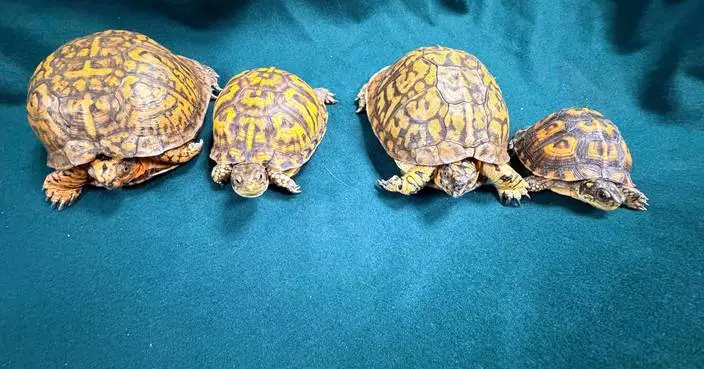 Hong Kong Customs Seizes Six Suspected Endangered Live Turtles Worth About $38,000 at Airport