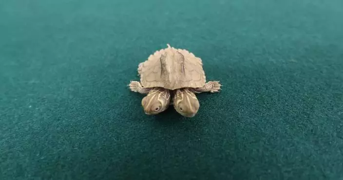 Hong Kong Customs Seizes Illegally Imported Live Turtle Worth About $10,000 at Lok Ma Chau Spur Line Control Point