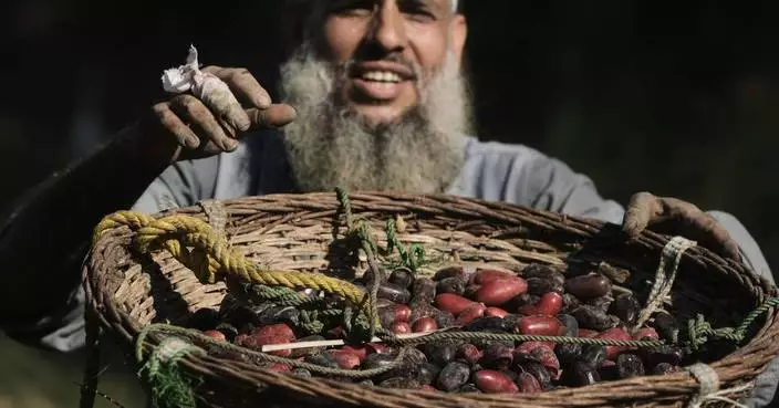 Photos capture the date harvest in an Egyptian village near Cairo