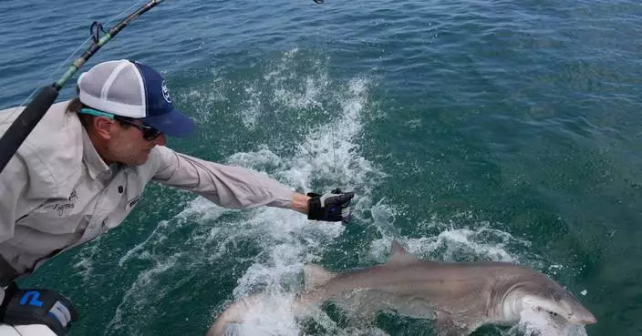 Researchers catch sharks off NY's Hamptons, attach trackers to toothy predators