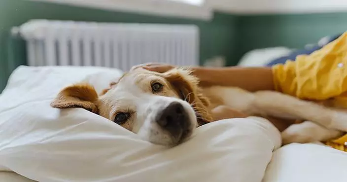 Clearing the Path: Mars Launches Pet Adoption Resource Hub, as New Research Reveals What Holds Adopters Back