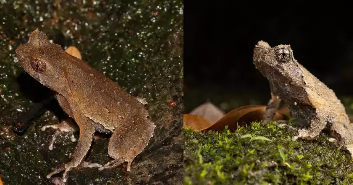 Lingnan University-Led Study Finds Lantau Horned Toad Genetically Distinct, Urges Separate Conservation Unit