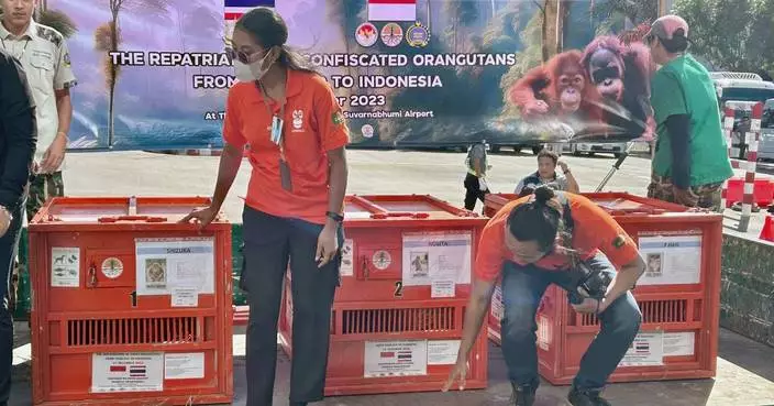 Baby orangutans in India expose illegal wildlife trade as experts question a billionaire’s zoo