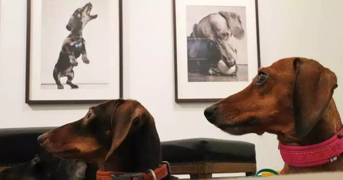 The dachshund is the muse in an exhibition showcasing the sausage dog's history in art