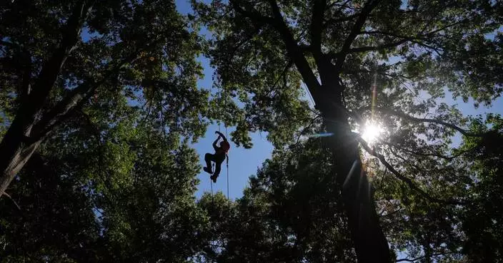 Climbers scale St. Louis trees during international tree climbing competition