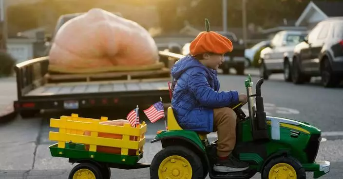 Giant pumpkins battle for heavyweight glory and the world record in California