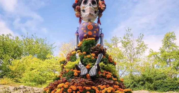 Marigolds anchor Día de los Muertos altars, believed to guide spirits home