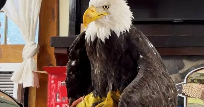 Bird flu caused the death of Jackie, a California bald eagle who captured hearts