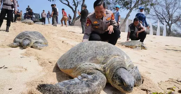 Indonesia returns 20 green sea turtles to the ocean after Bali smuggling raid