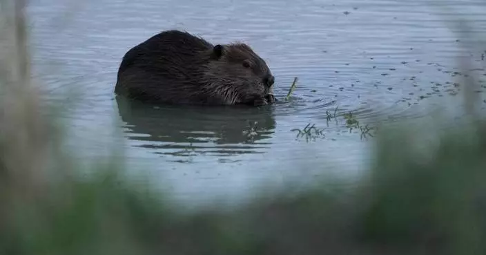 Bringing more beavers to watersheds is a powerful drought-fighting tool, experts say