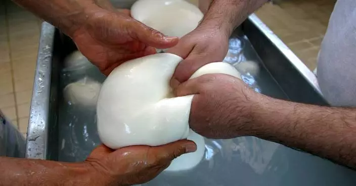 Millions in cheese revenue lost as protest torpedoes Italy's buffalo mozzarella output
