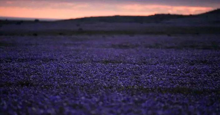 Earth’s driest desert is covered in wildflowers right now