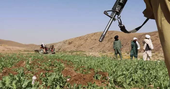 UN reports a sharp rise in Afghanistan poppy cultivation despite a Taliban ban