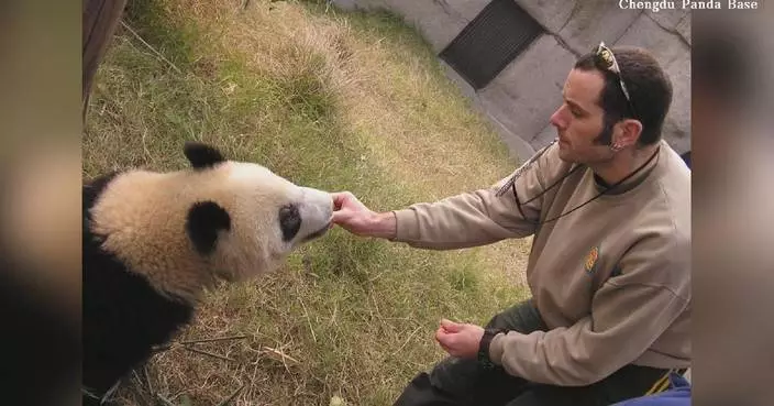 Atlanta's new pandas renew partnership that helped transform panda care
