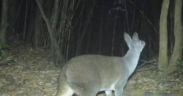 Rare wild animals filmed in southwest China's nature reserve