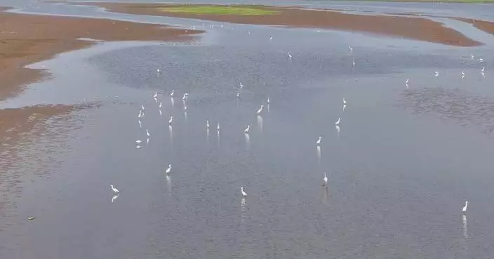 Years of wetland restoration boosts migrant bird diversity in Hunan