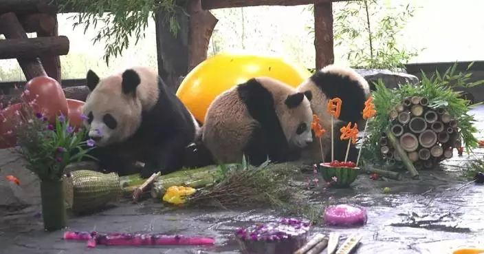 Shanghai zoo celebrates three pandas' birthdays