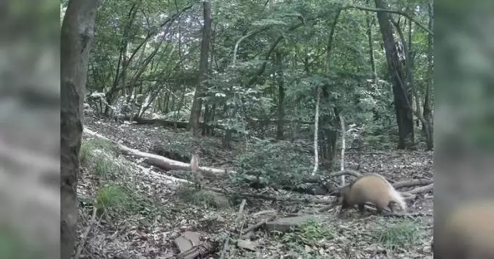 Rare footage captures leopard cat, hog badger together in Henan reserve