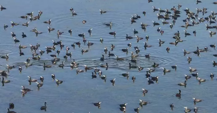Flocks of migrating wild cormorants bring vibrant autumn vitality to lake in east China