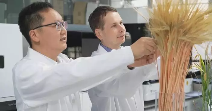 Chinese, German scientists spend decade on barley early-maturity gene