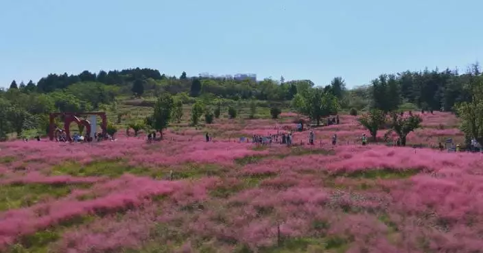 Picturesque pink grass paints enchanting autumn scenery in east China's Shandong