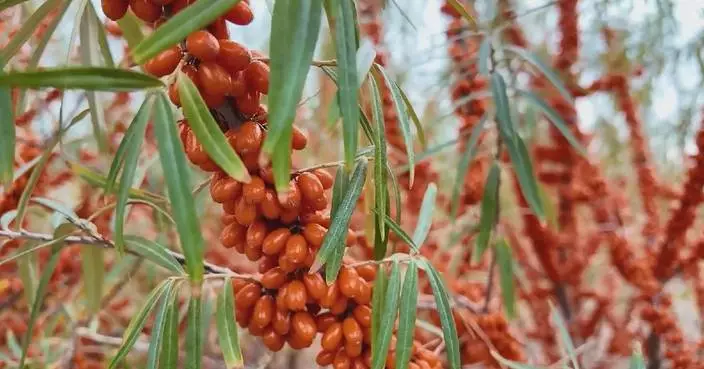 Farmers busy harvesting sea buckthorn with tech guidance in Xinjiang