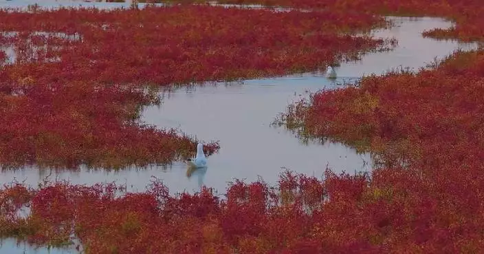 Salt-tolerant seepweed, birds turn part of east China's shoreline into natural red wonderland
